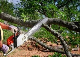 Best Tree Mulching  in Coarsegold, CA